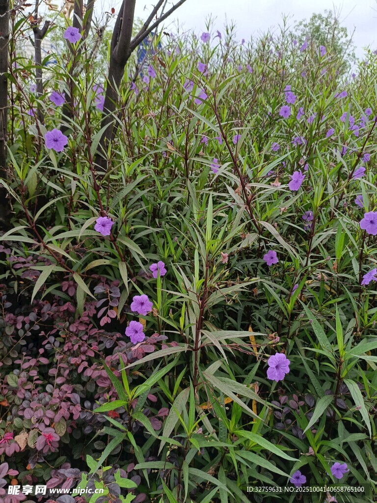 紫色野花绽放于草丛间