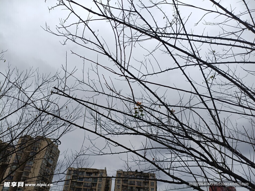 冬日枯树与远处高楼
