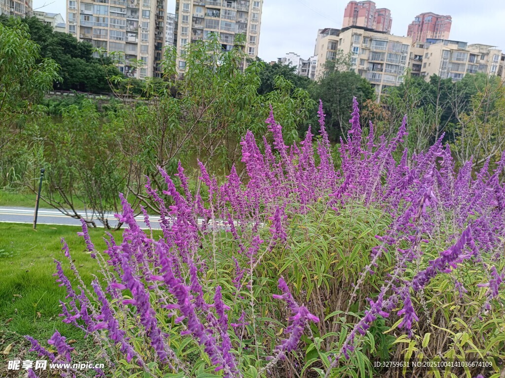 紫色花卉装点城市绿地