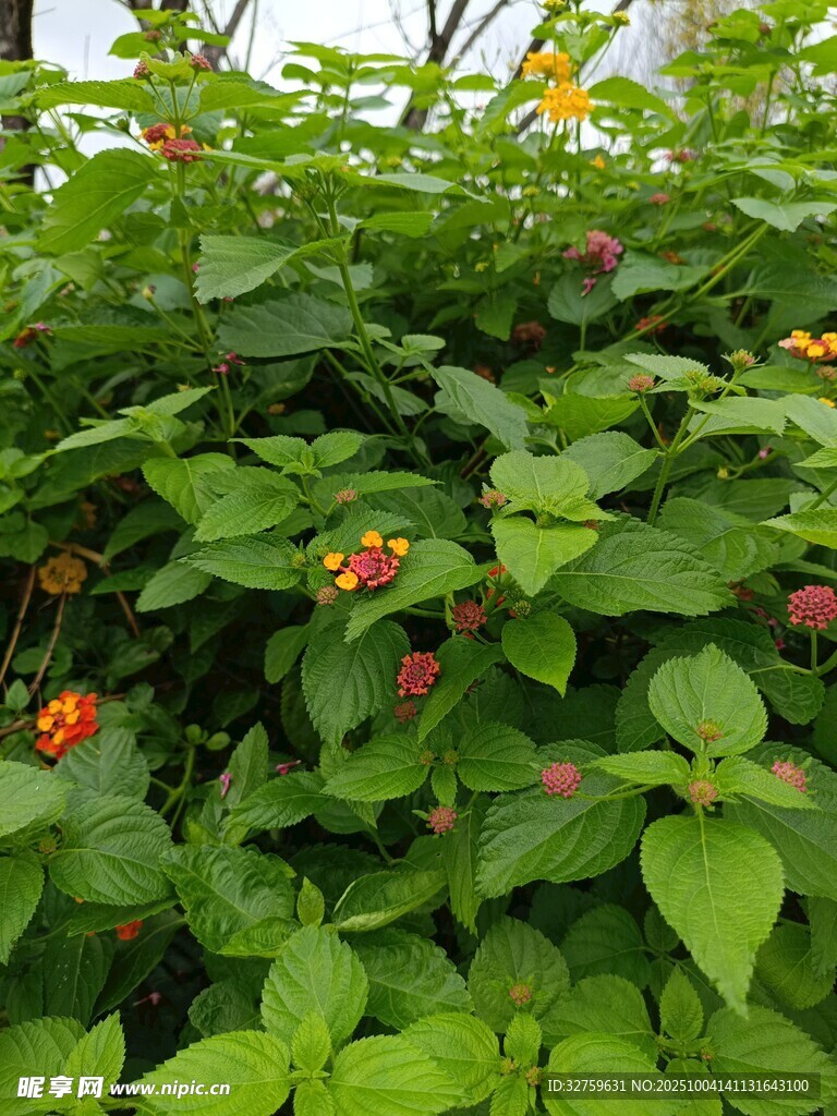 绿叶间的红果植物景观