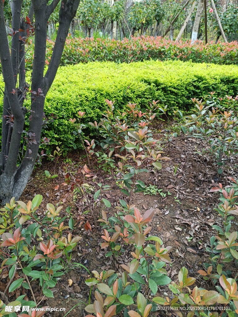 园林绿植景观一角