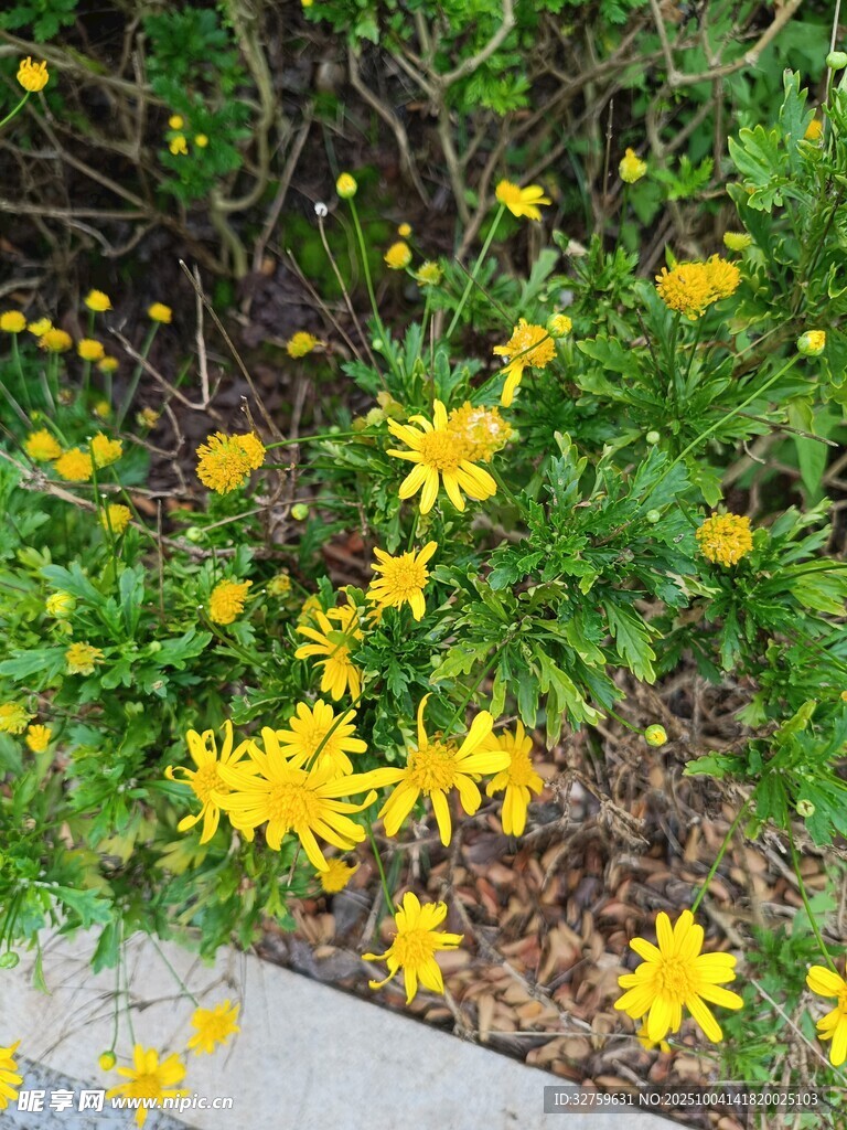 路边绽放的黄色小花