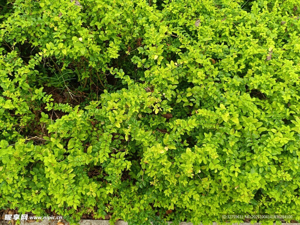 翠绿繁茂的灌木丛