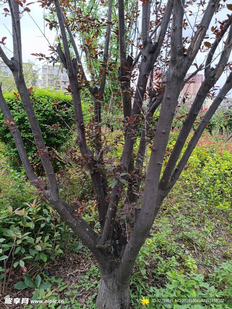 冬日枯树与周边绿植景观