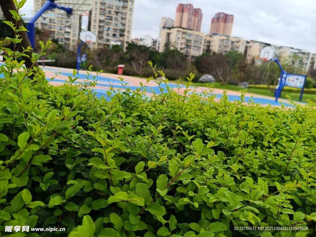 城市中葱郁的绿植景观
