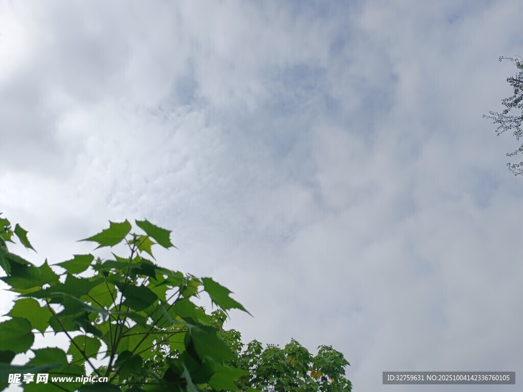 绿叶衬着天空的景致