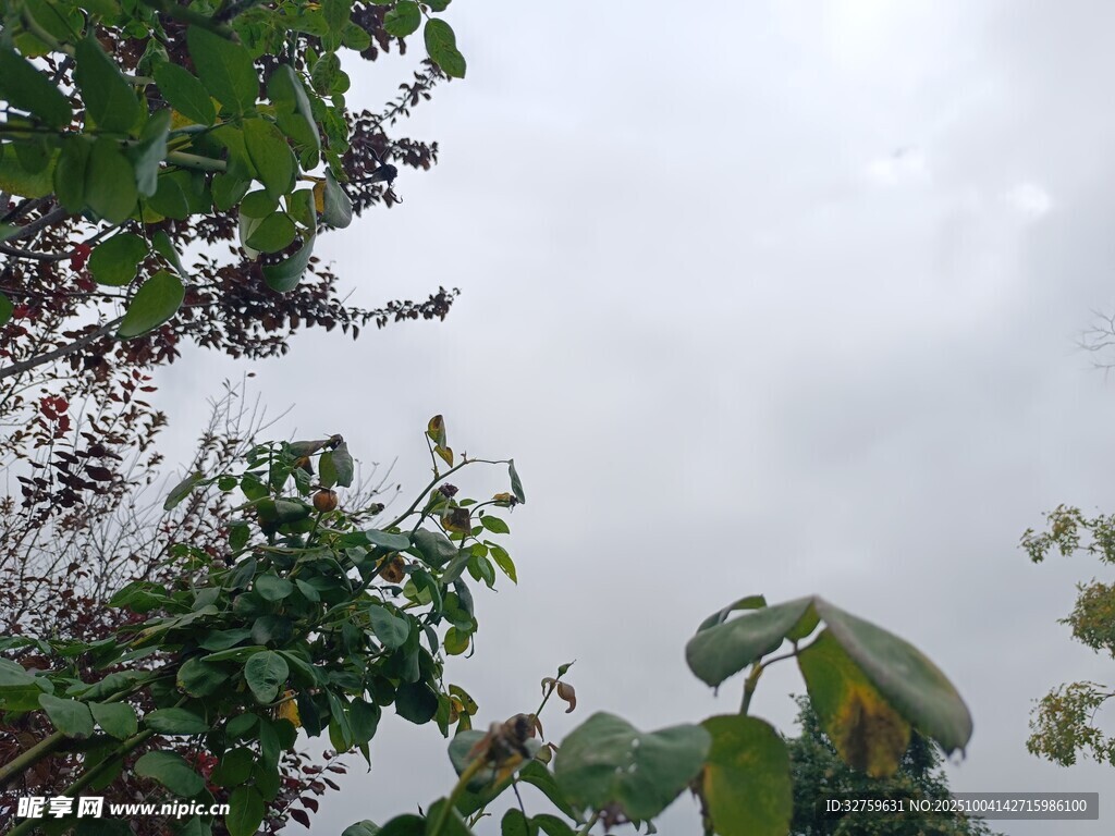 云雾中繁茂的绿植景观