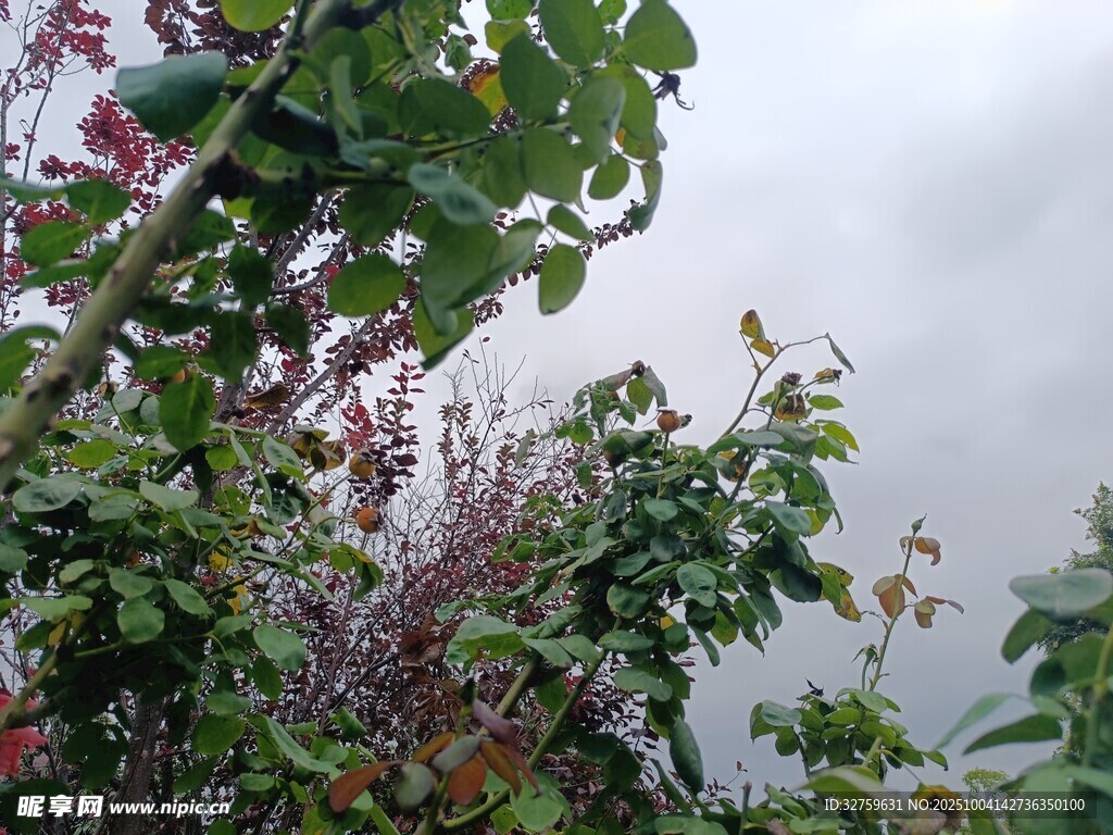 雾中繁茂绿植景观