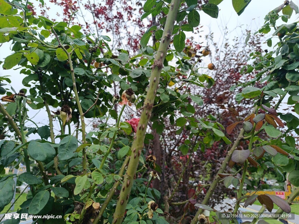 花园中的繁茂植物景观