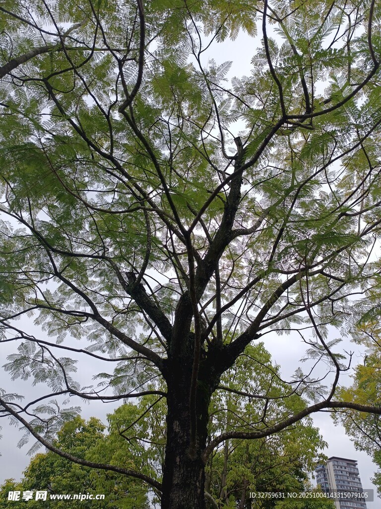 高大树木枝叶繁茂景象