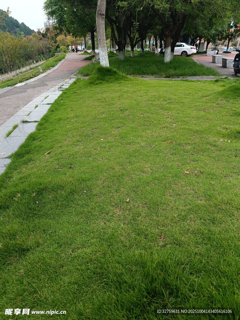 路边翠绿草坪风景