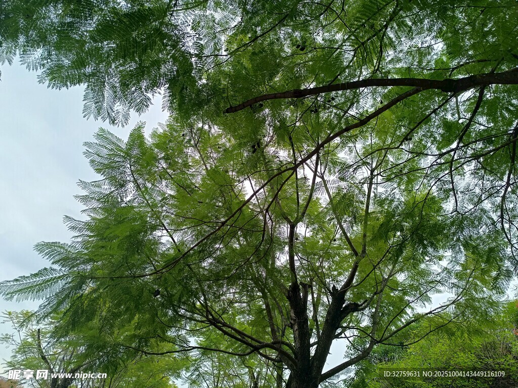 阳光下的繁茂绿树