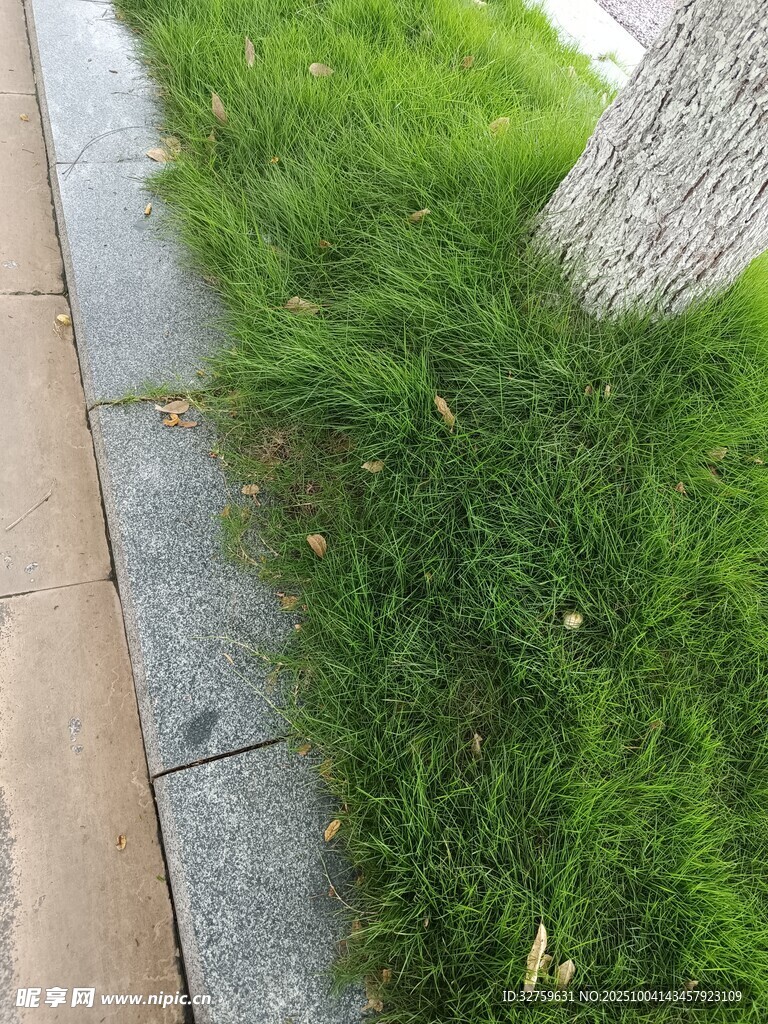 路边草地与树干的景致