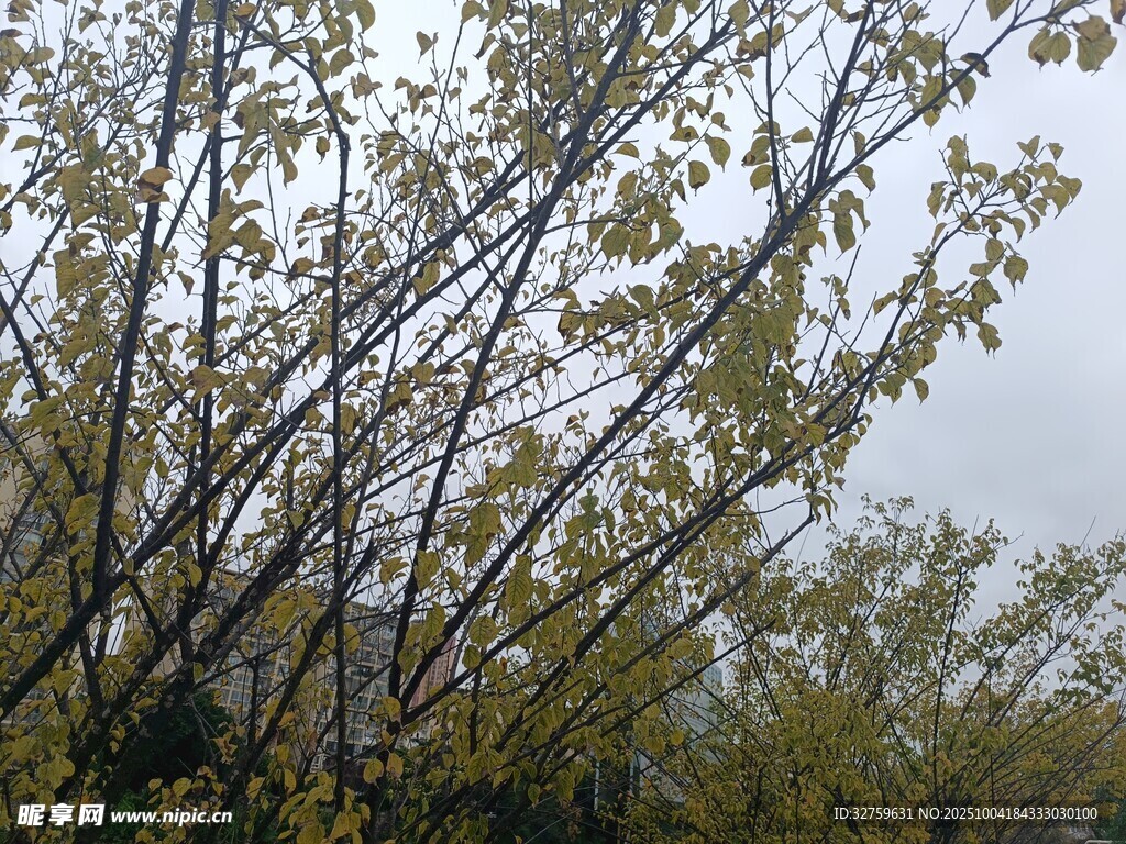 秋日树林枝叶景观