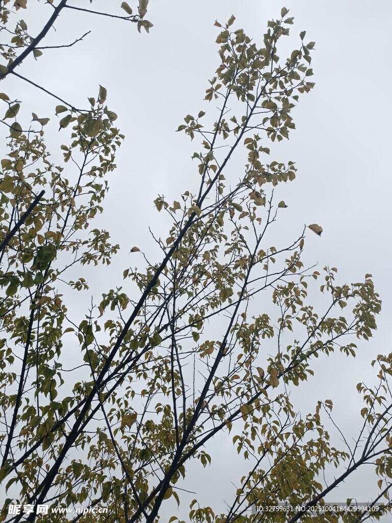 枝头绿叶映灰白天空