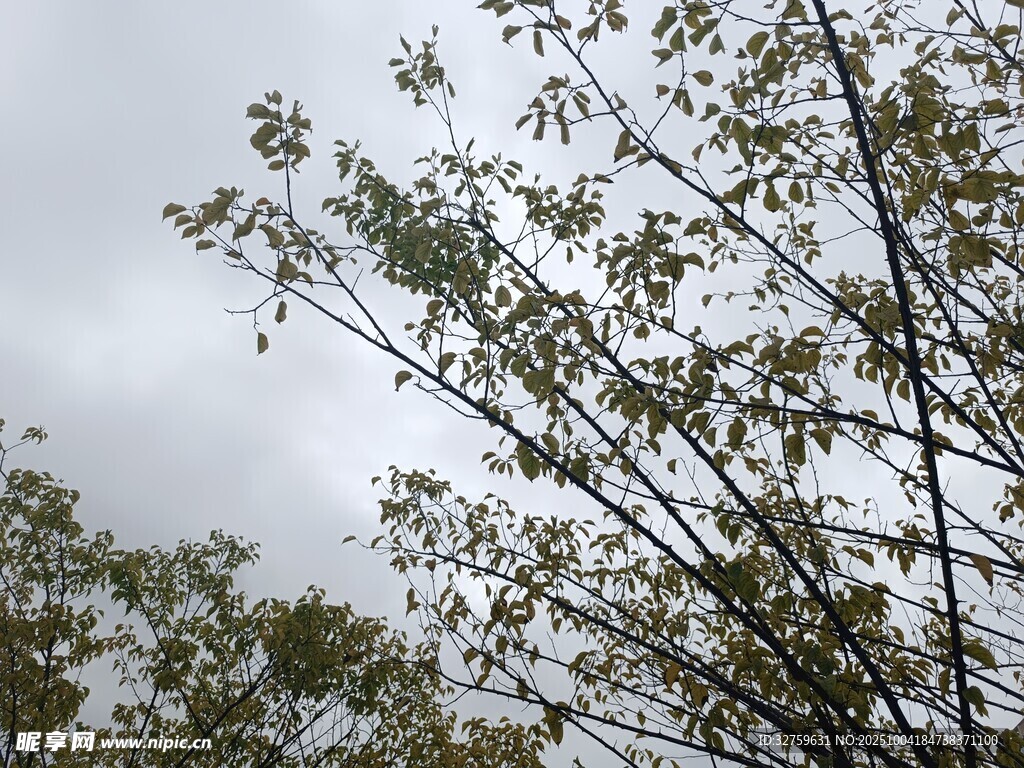 仰视视角下的繁茂树枝