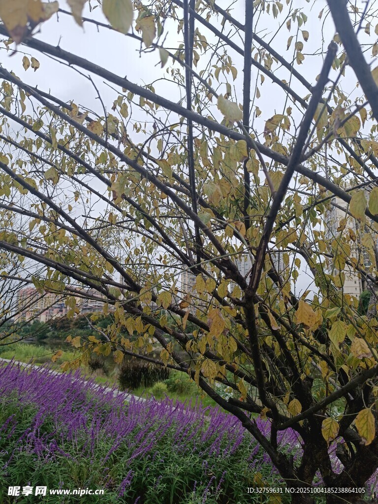 繁花绿树间的紫色花田