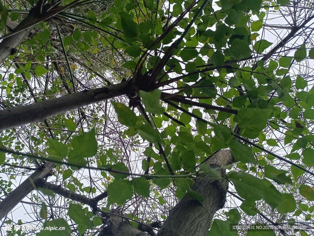 仰视繁茂树木枝叶景观