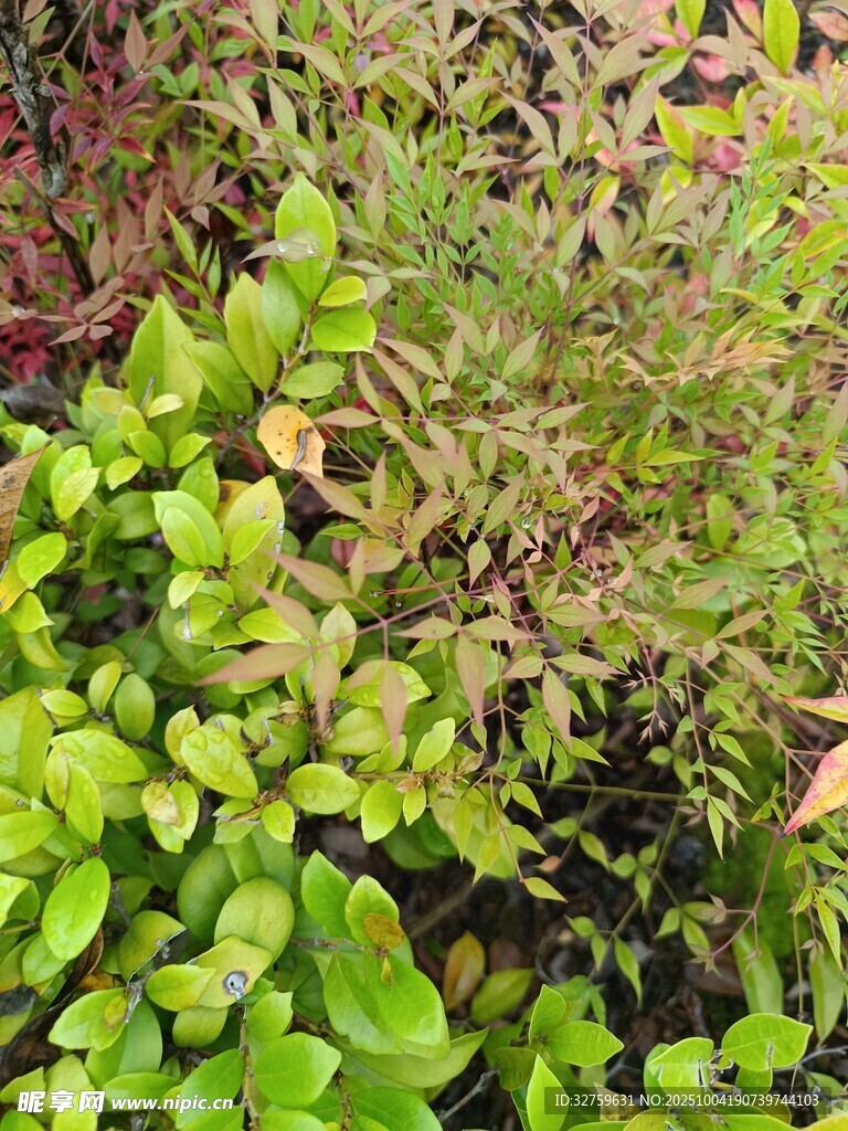 翠绿繁茂的多样植物景观