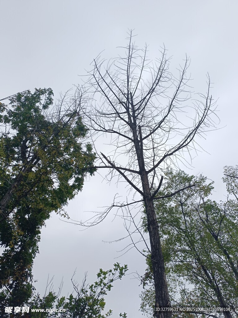 枯树与绿树的对比景象