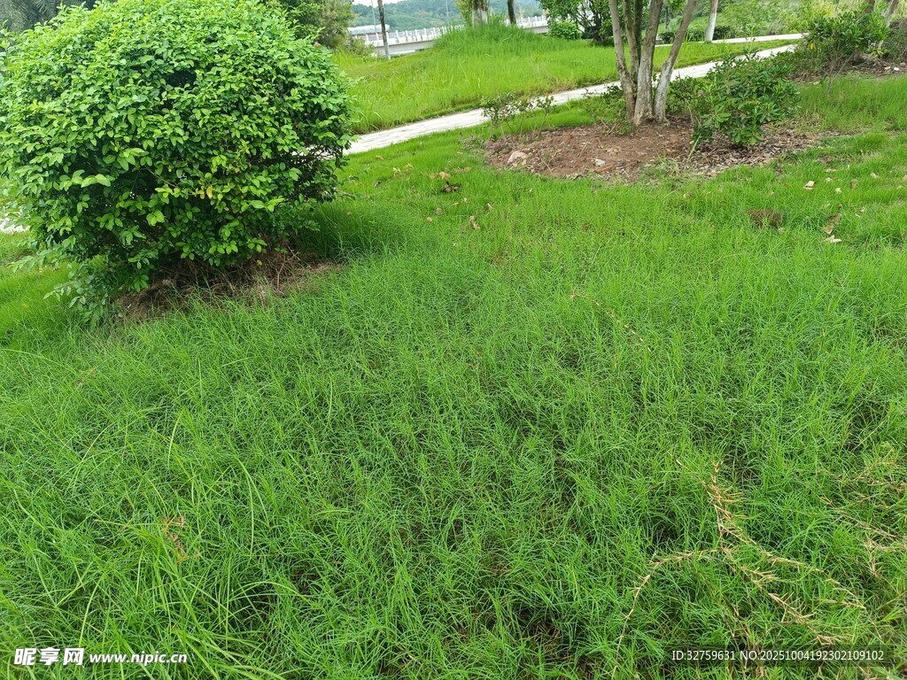 绿意盎然的户外草地景观