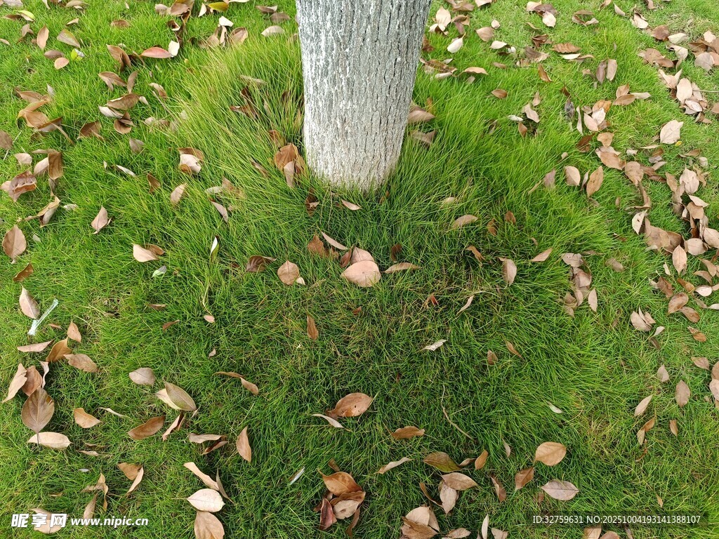 树下草地落叶景象