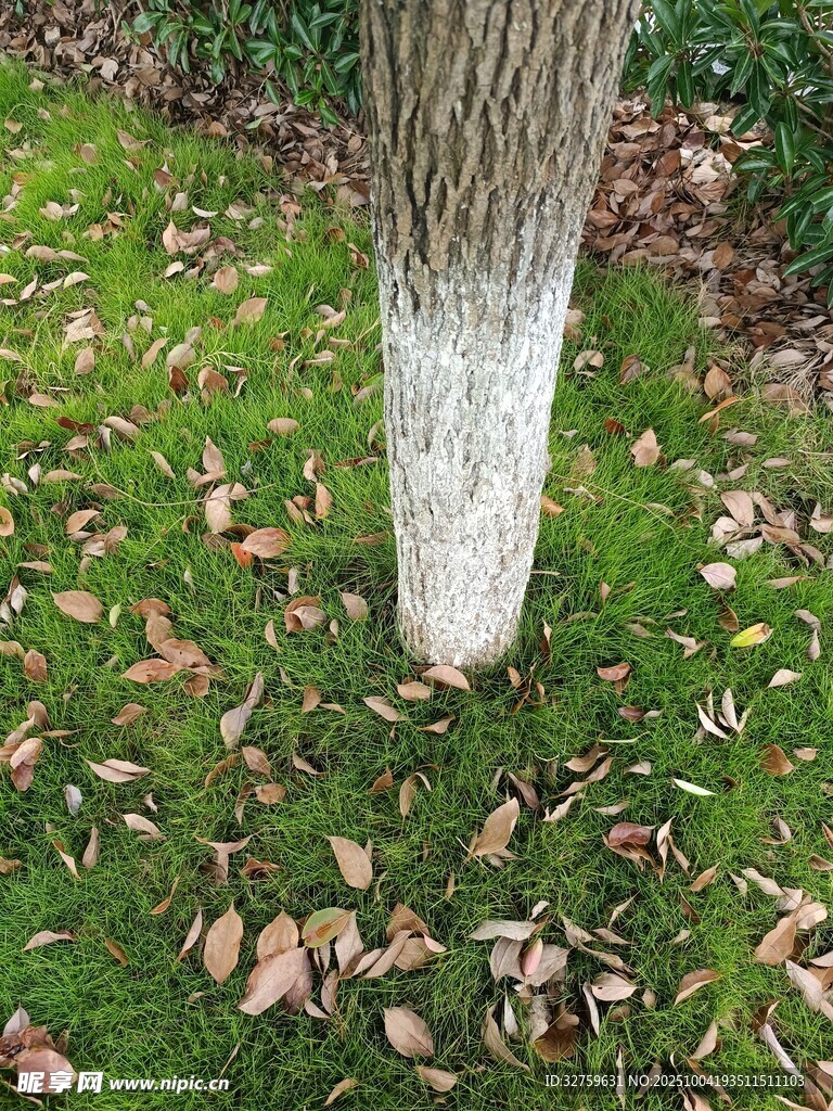 树干下的落叶与绿草