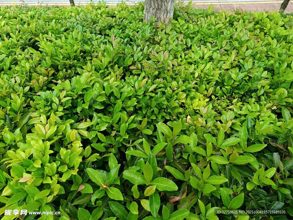 翠绿繁茂的灌木丛景观