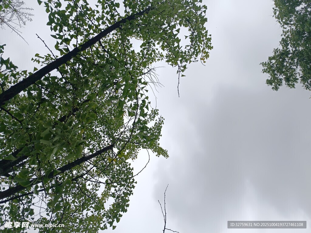 仰视下的葱郁树林