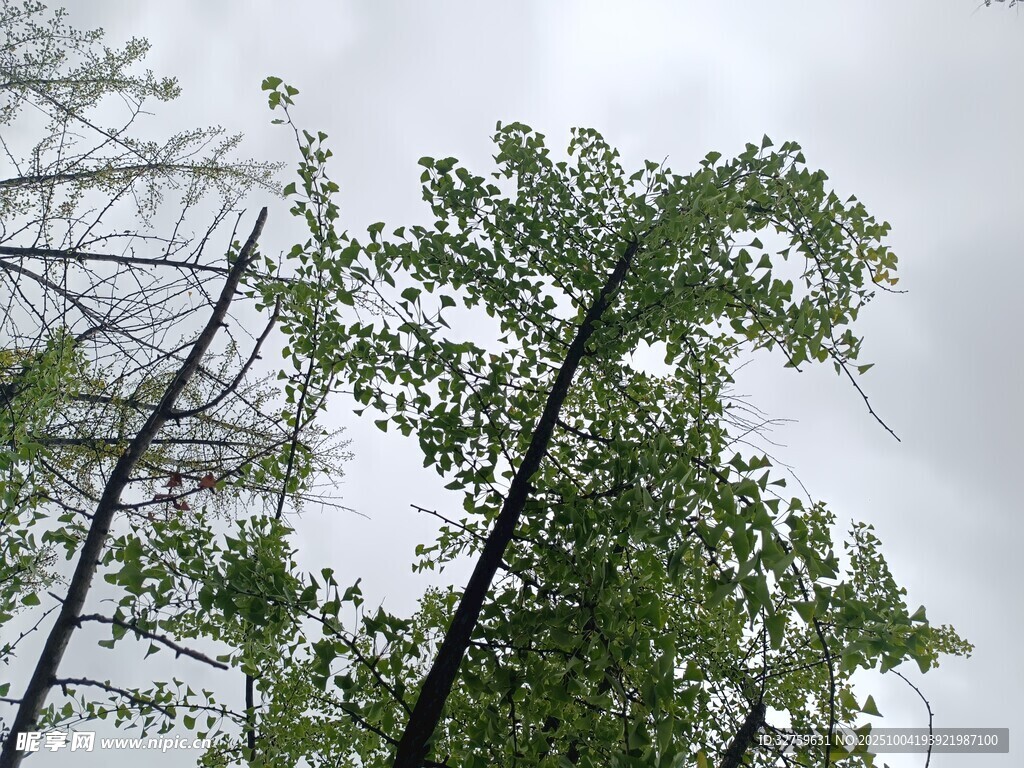 春日树林中葱郁的树木