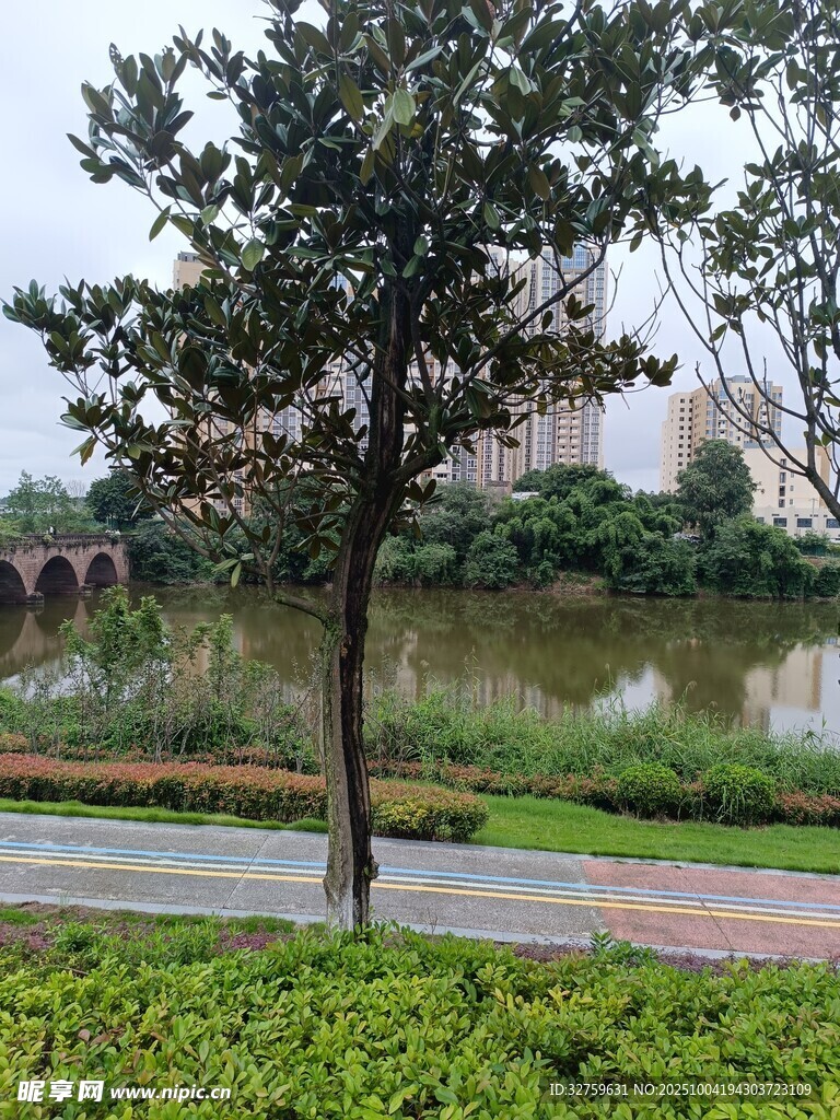 湖畔绿树成荫的优美景致