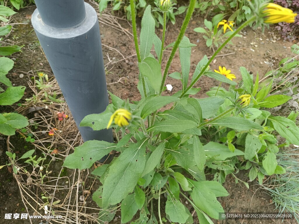 灰管旁生长的黄色小花