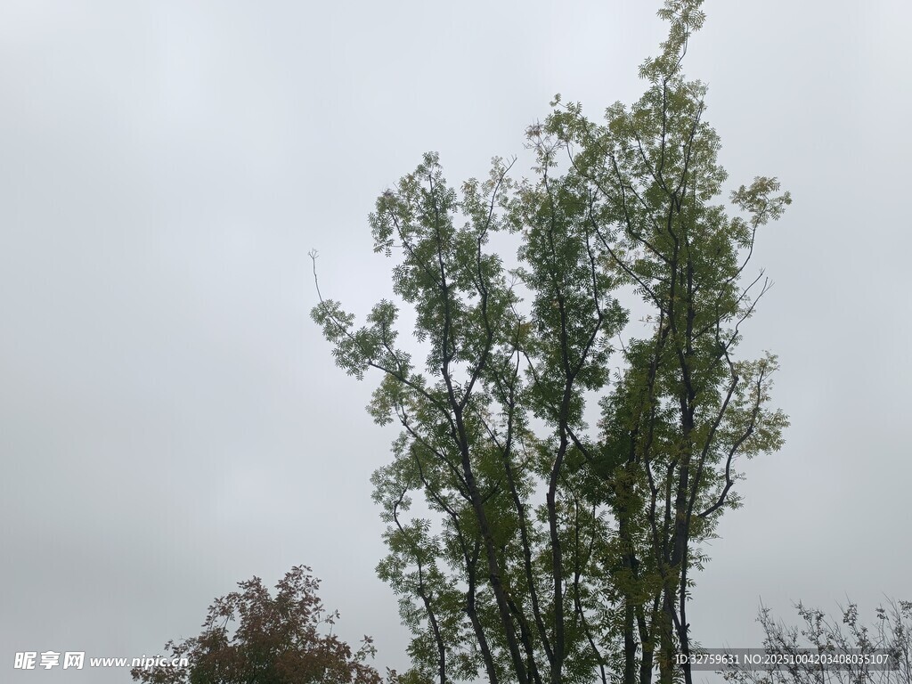 挺拔绿树傲立灰蒙天空
