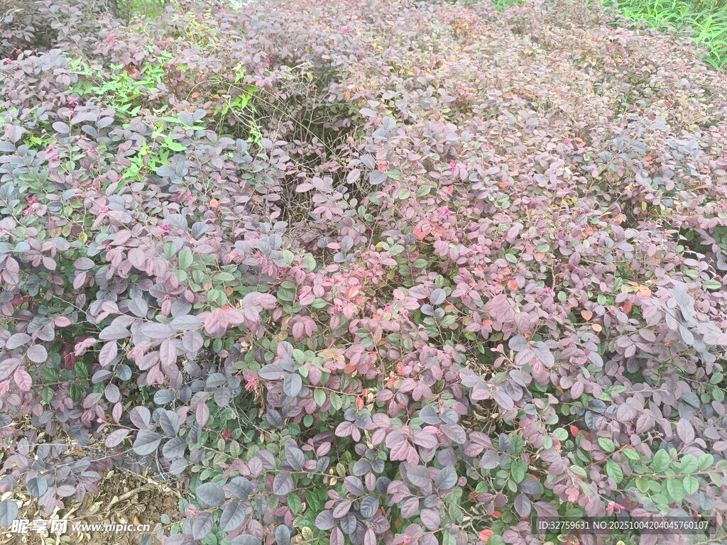 多彩斑斓的地面植物景观