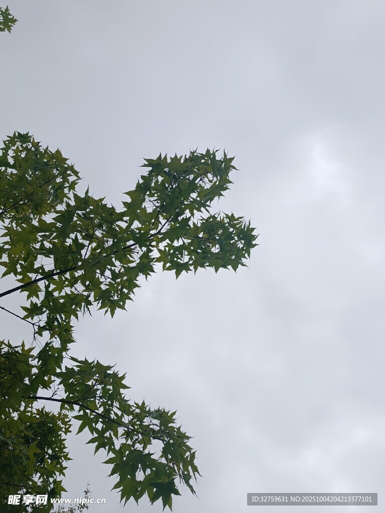 树梢上的天空与绿叶