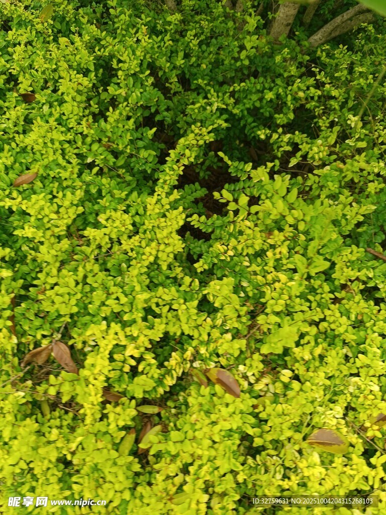 翠绿茂盛的植物叶片