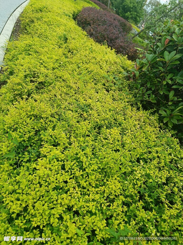 翠绿繁茂的多彩植物景观