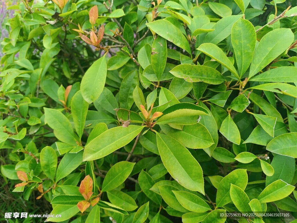 绿叶间点缀着橙红嫩叶