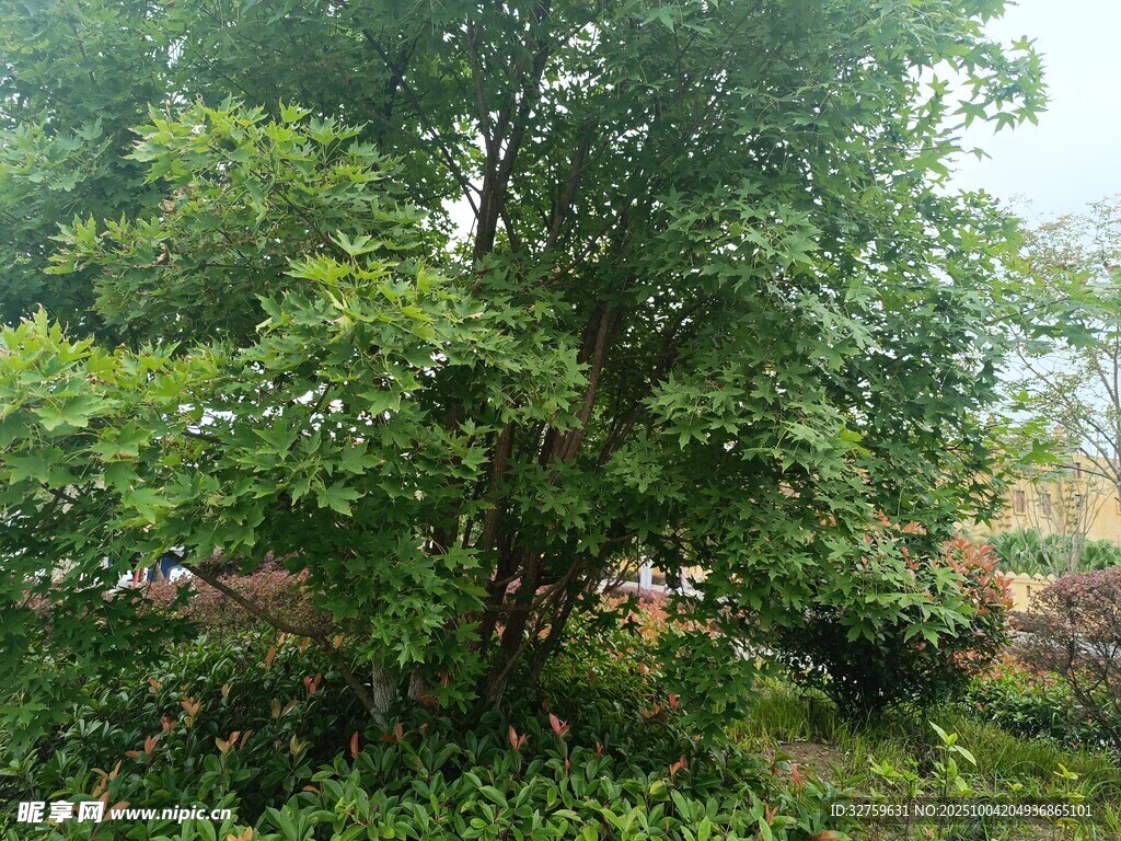 茂密树林中的繁茂绿植