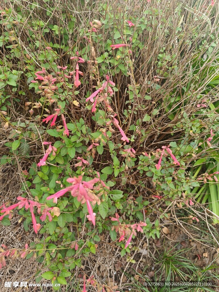 野外粉色植物景观