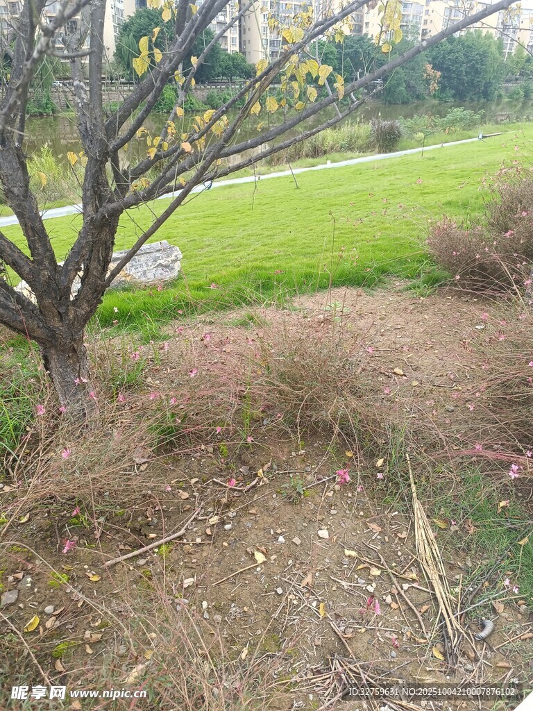 户外光秃树木与草地景观