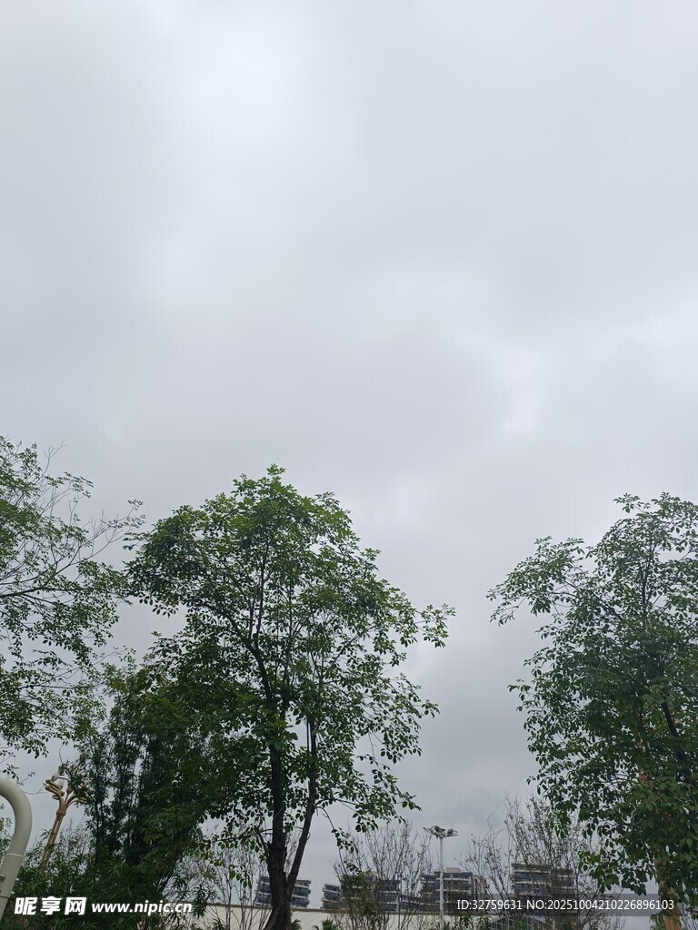 阴天里的葱郁树木