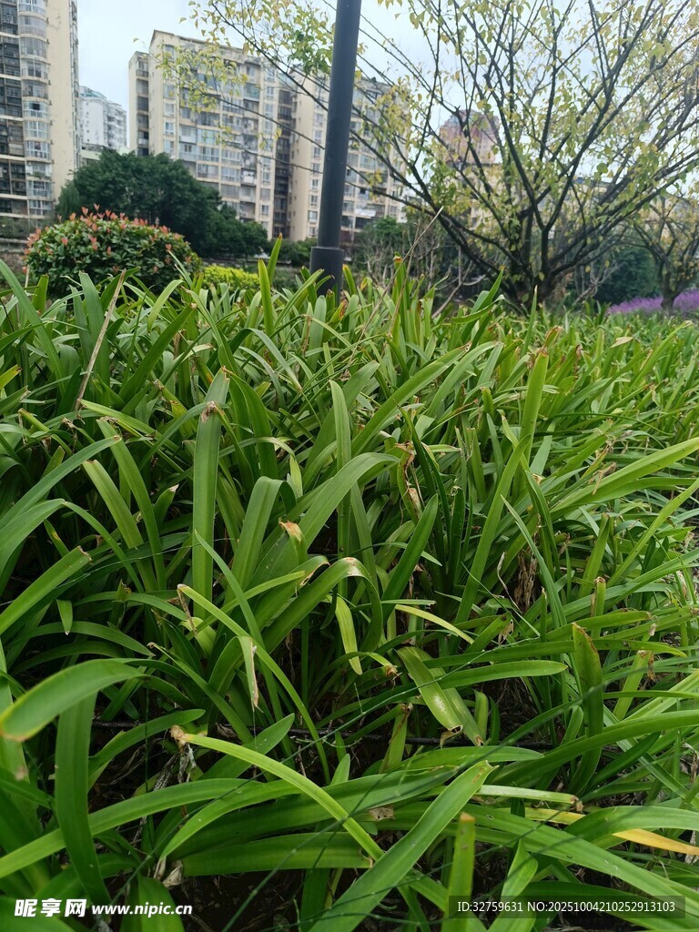 翠绿草丛中的生机景象