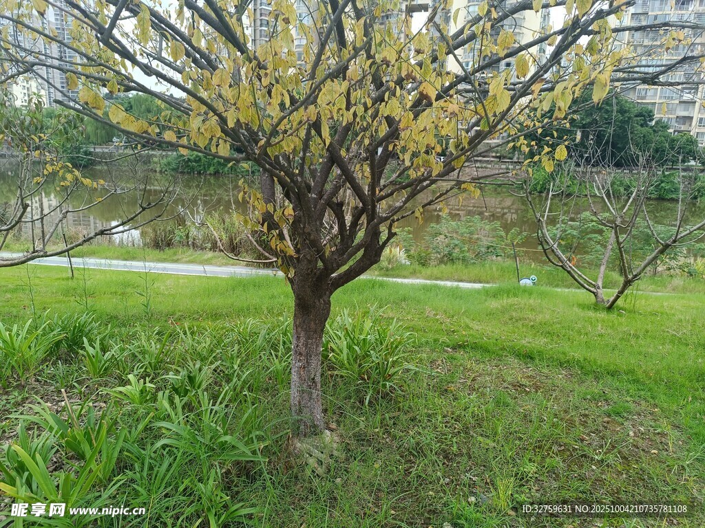 春日公园中绽放的黄花树