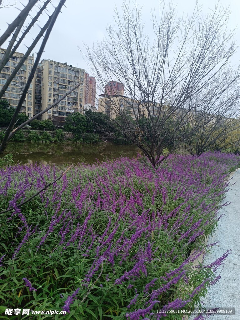 河畔紫花与萧瑟树木景观
