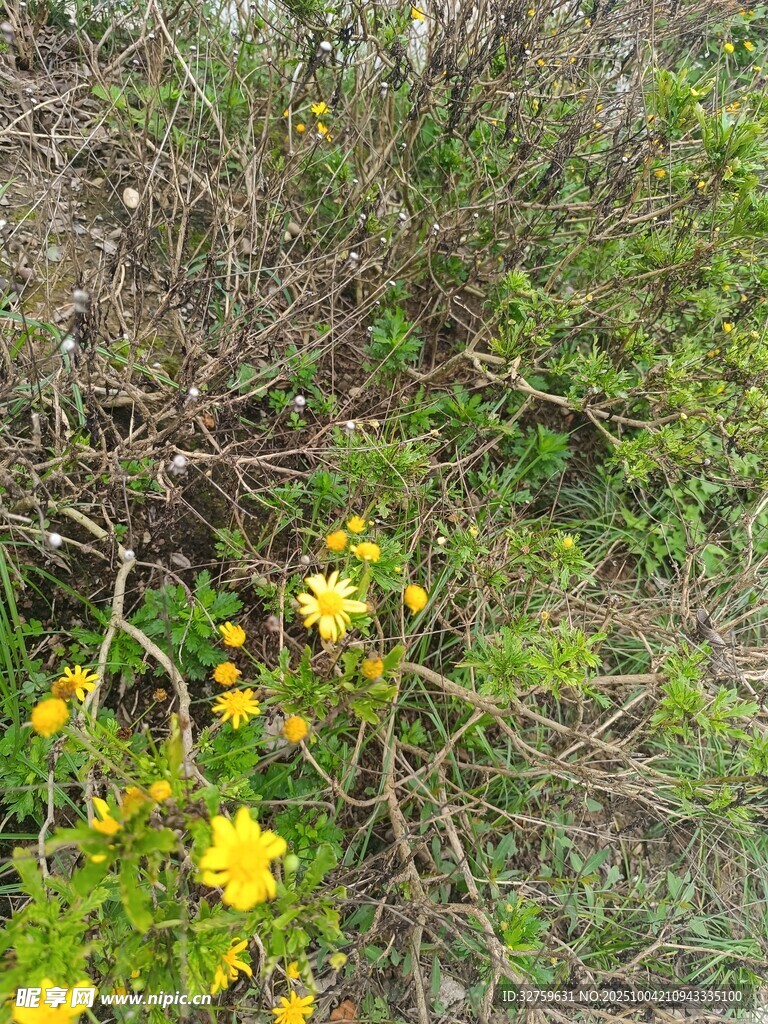 草丛中的黄色小花绽放