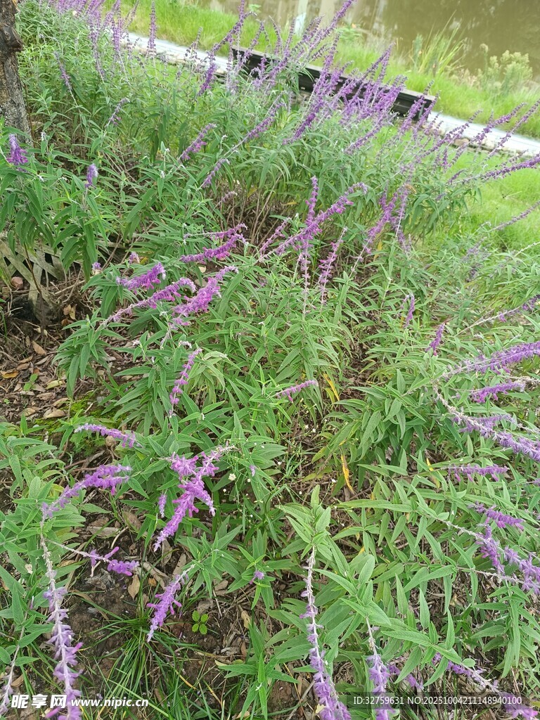 紫色野花绽放于草地