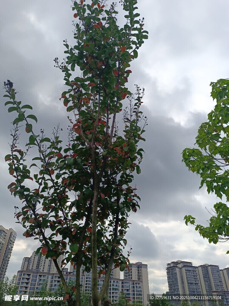 城市中枝叶繁茂的绿树