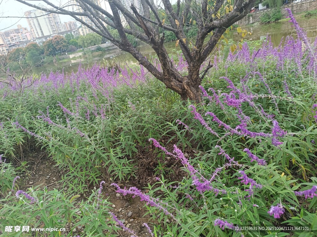 繁花绿树间的自然景致