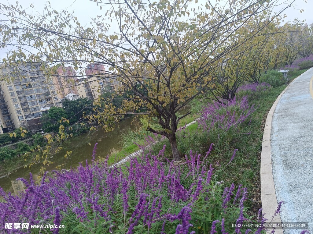 春日繁花小径美景